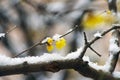 Wintersweet flower in snow